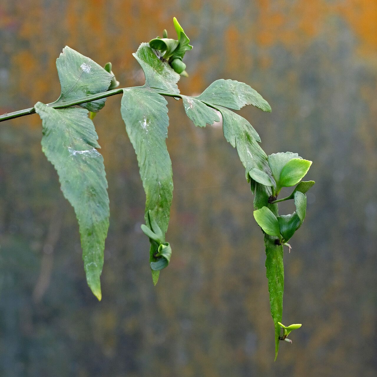 Asplenium mauritiensis — houseplant care guide