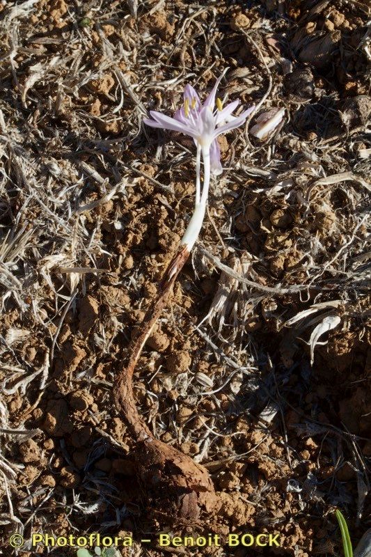 Colchicum pusillum other