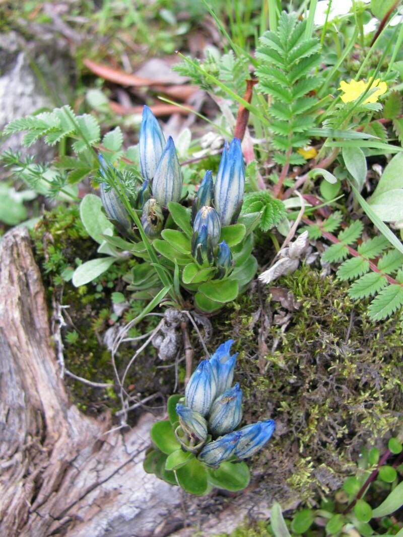 Gentiana nubigena — houseplant care guide