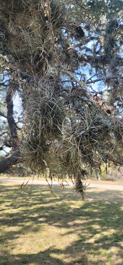 Tillandsia recurvata leaf