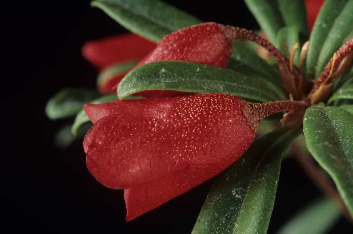 Rhododendron pubigermen — houseplant care guide