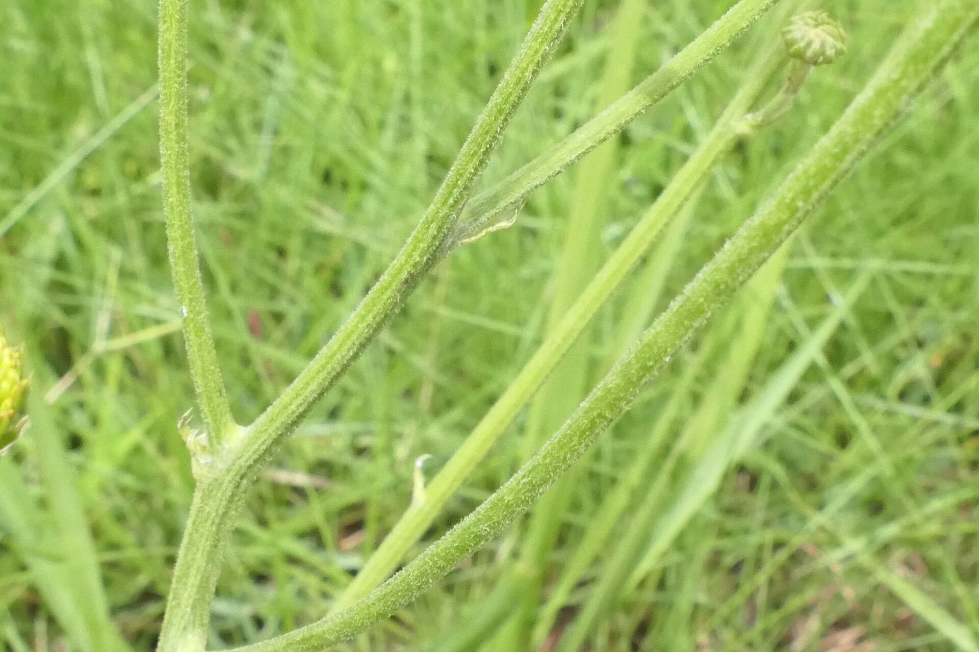 Berkheya setifera bark