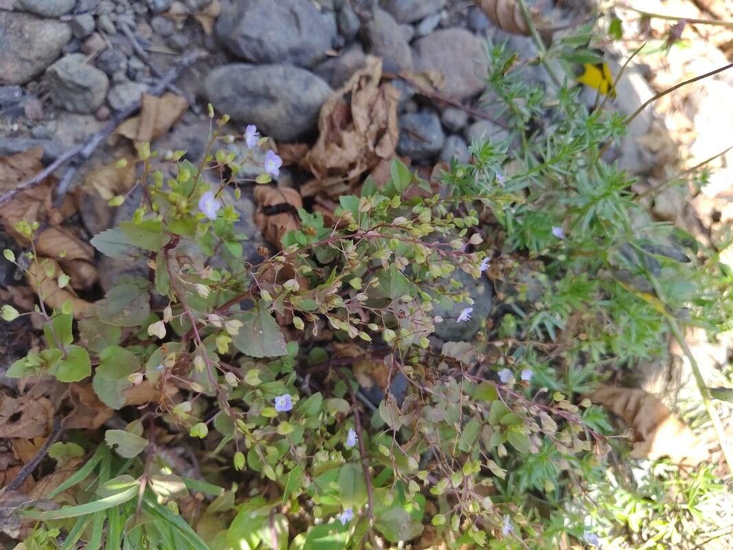 Veronica scardica habit