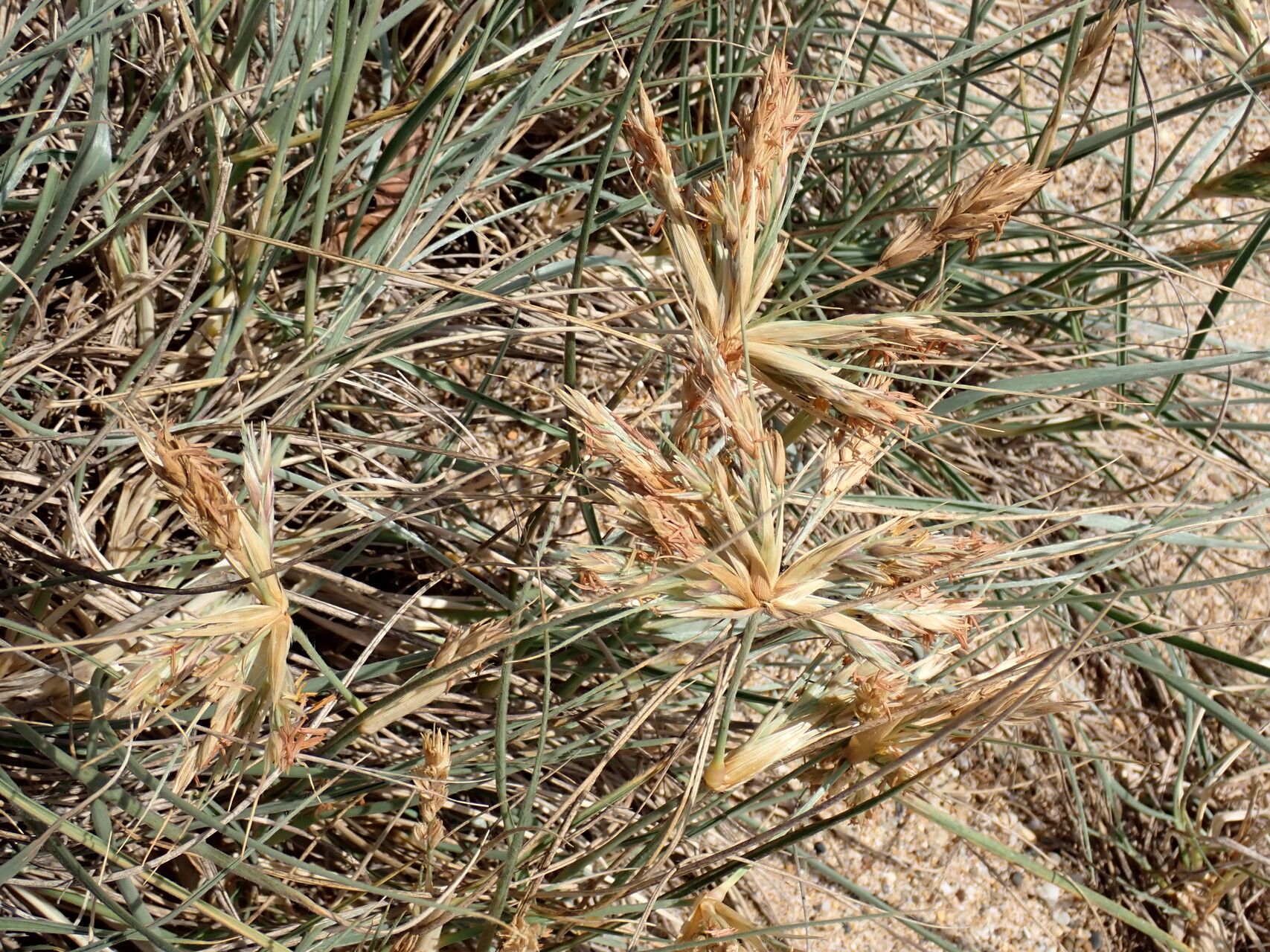 Spinifex sericeus leaf