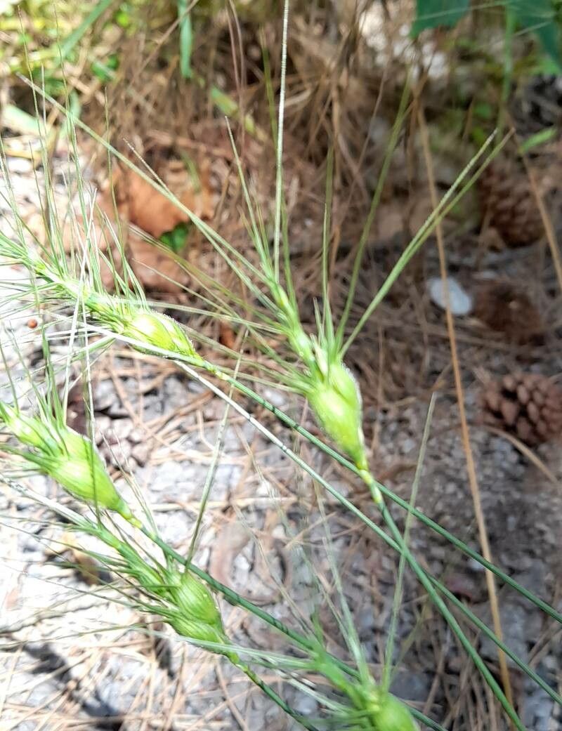 Aegilops geniculata fruit