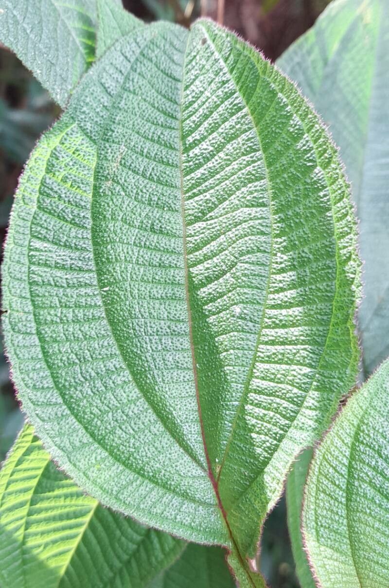 Miconia balansae — search result for 'Miconia'