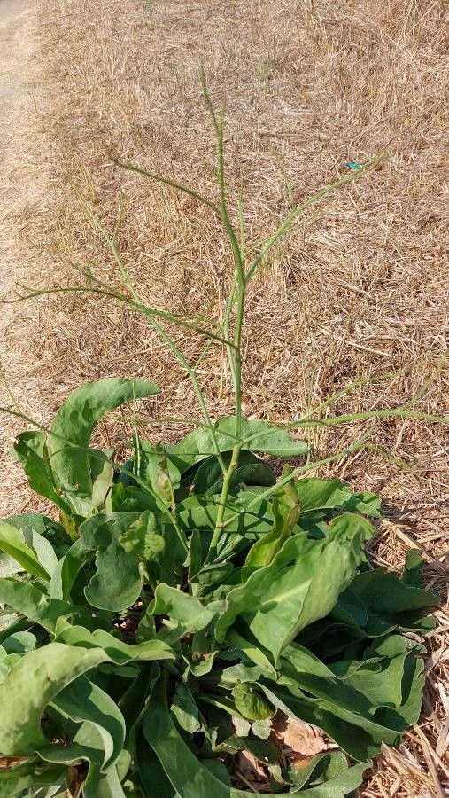 Limonium narbonense leaf