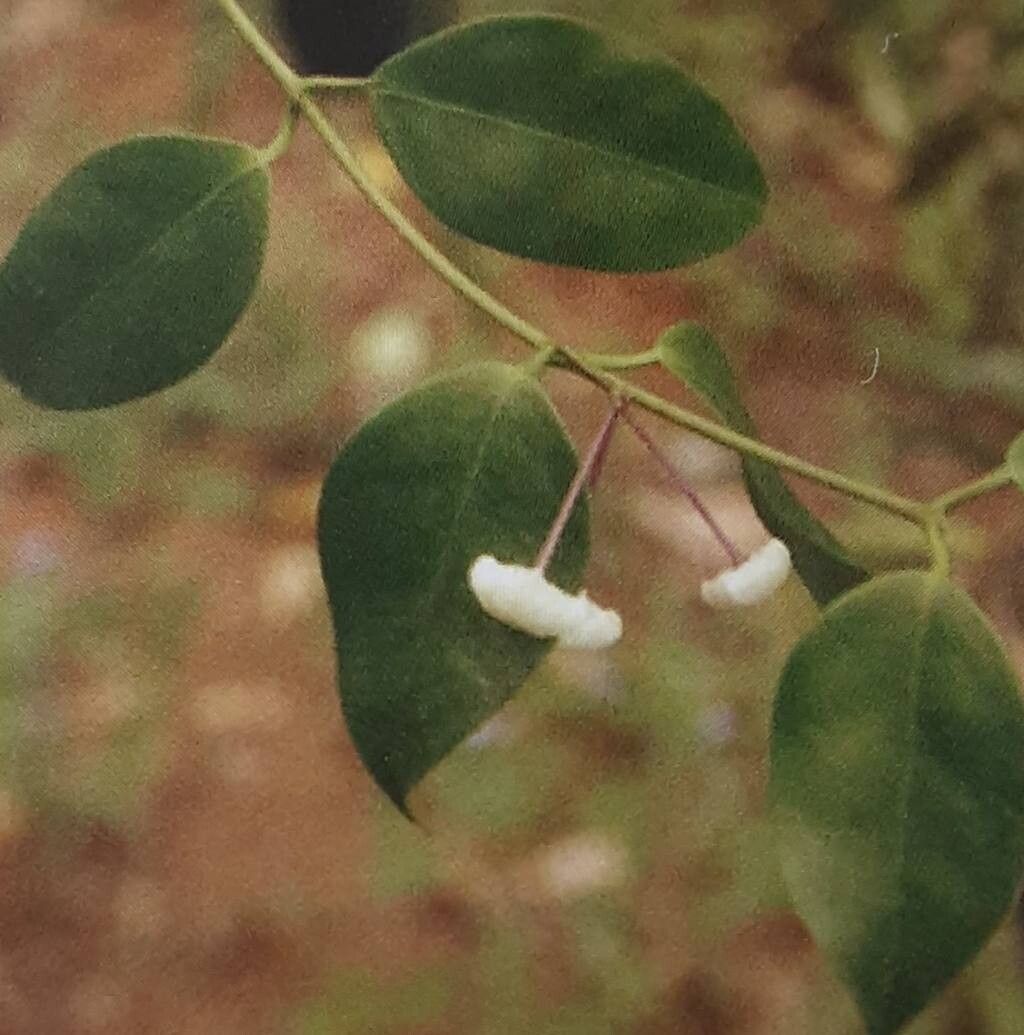 Hoya paziae habit