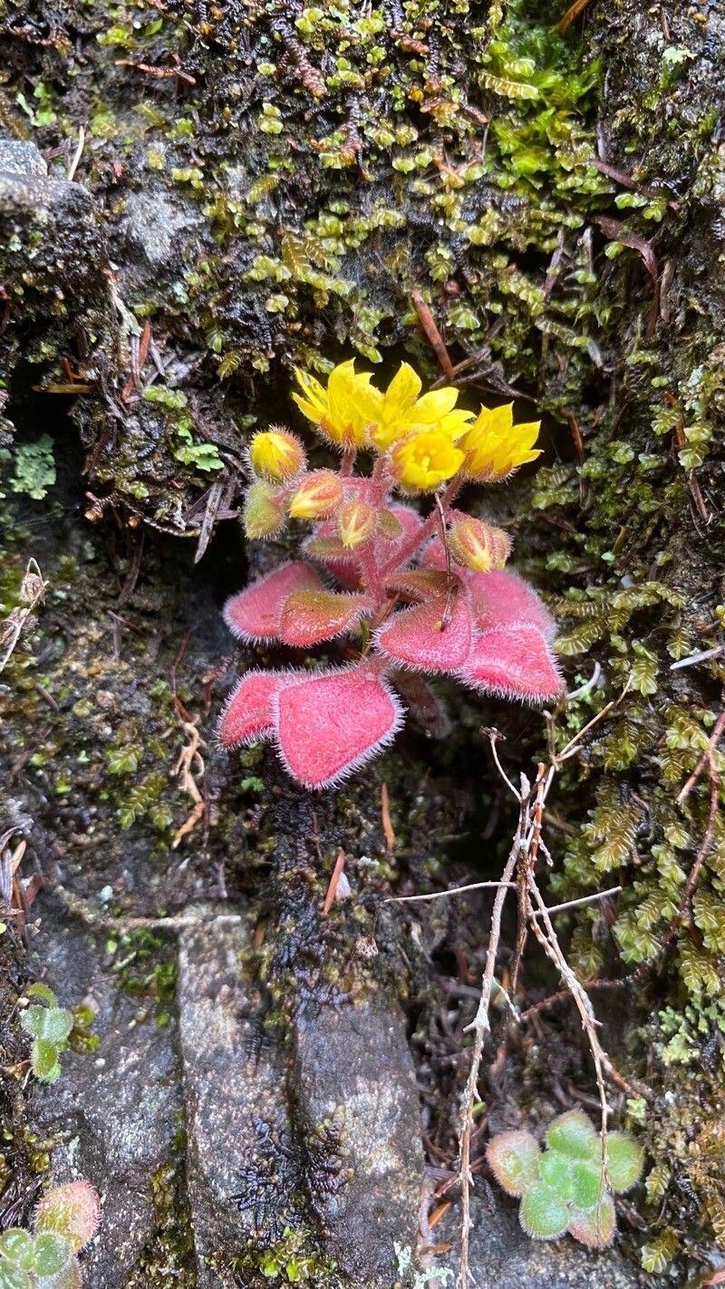Aichryson villosum habit