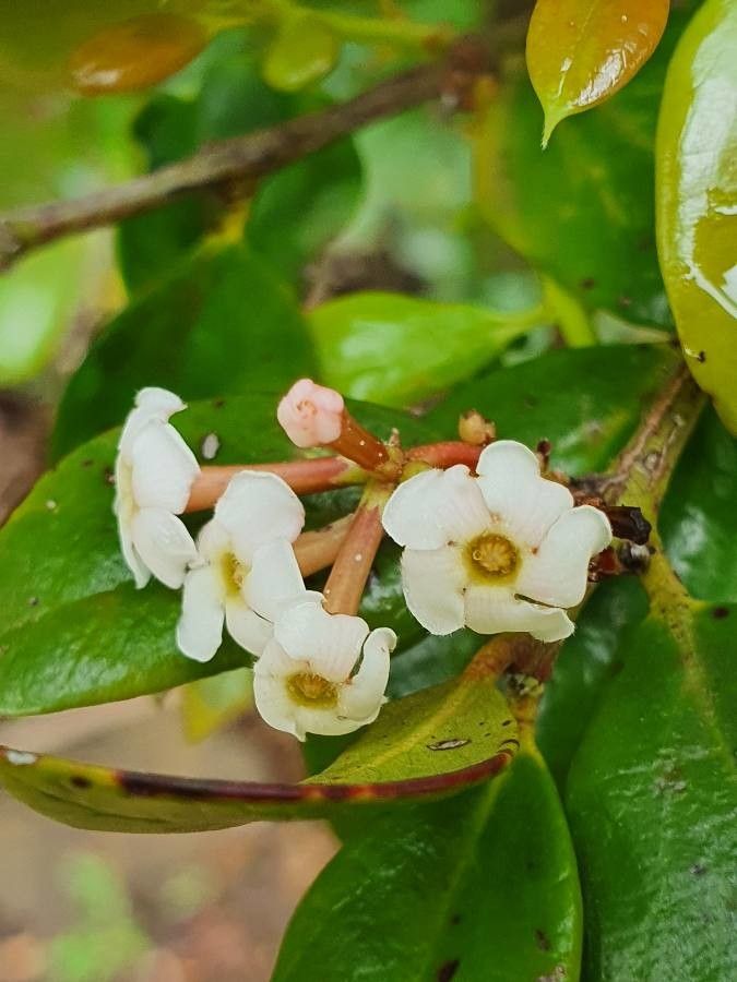 Acokanthera schimperi flower