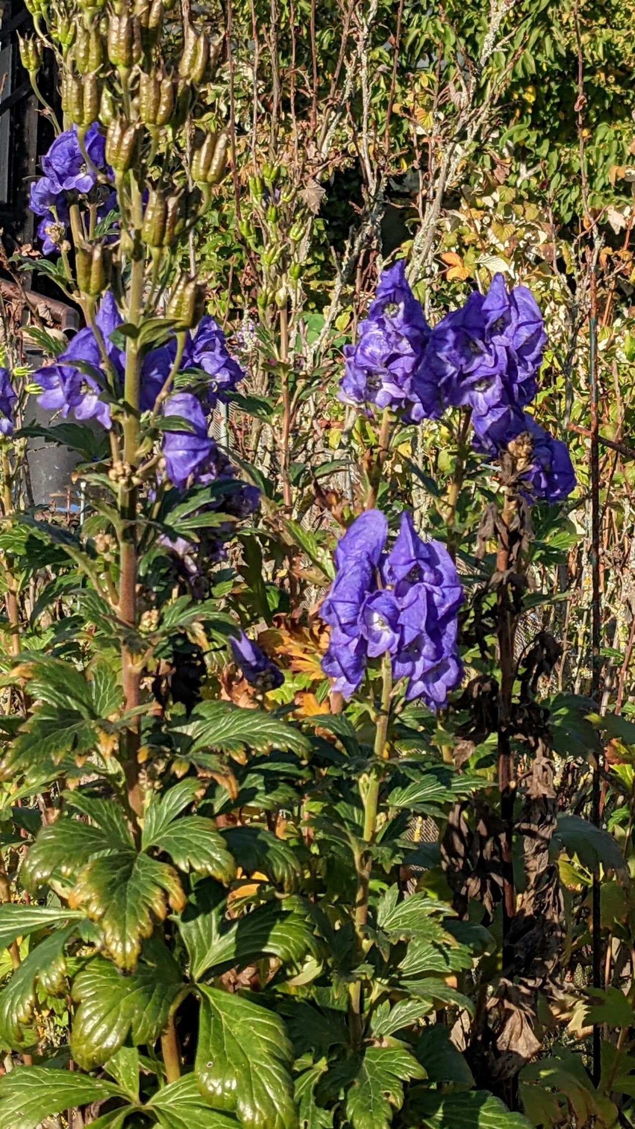 Aconitum carmichaelii habit