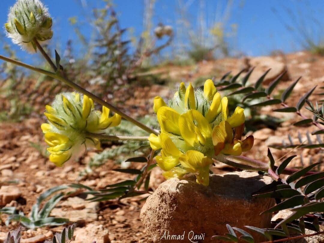 Astragalus ehrenbergii — houseplant care guide