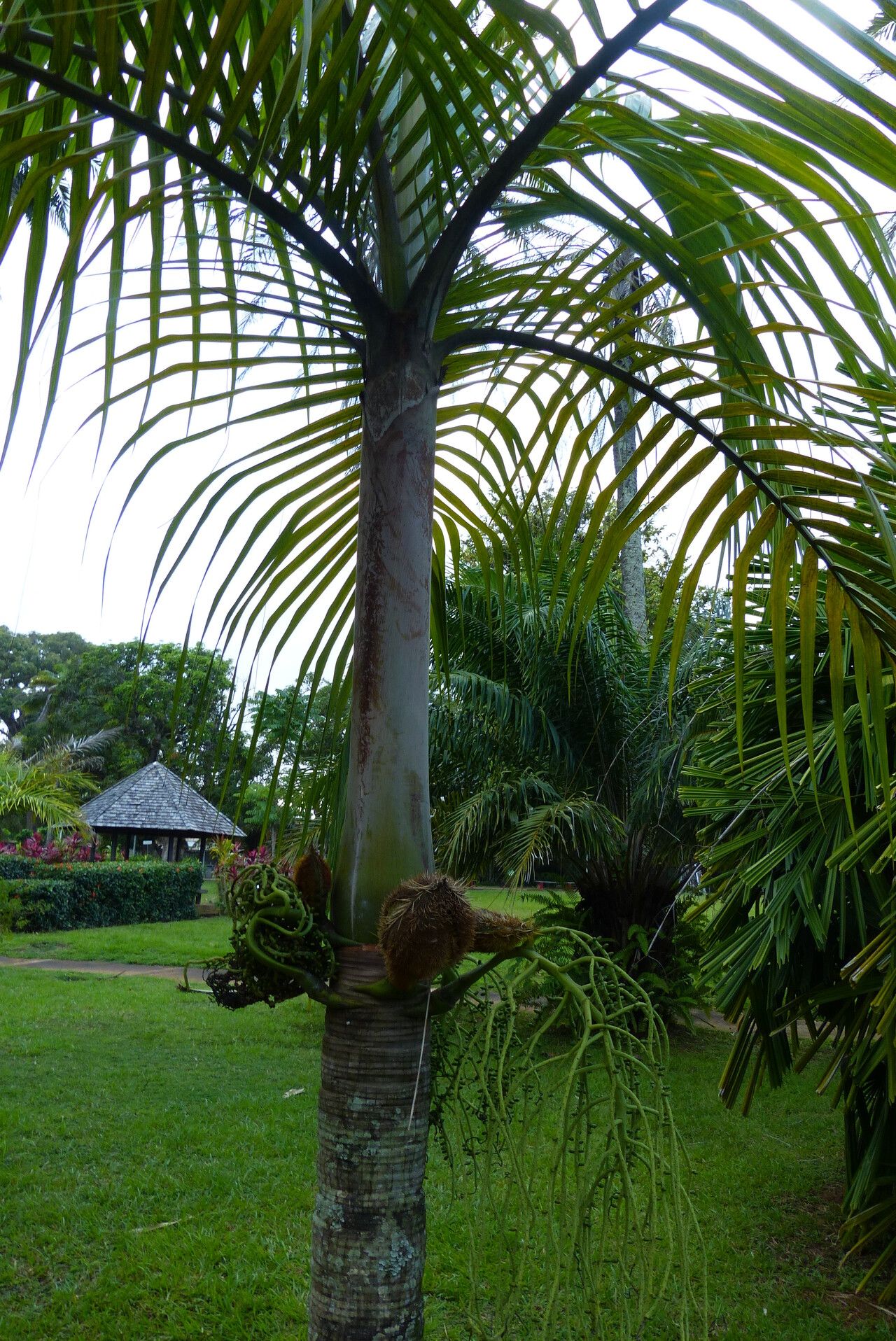 Deckenia nobilis fruit