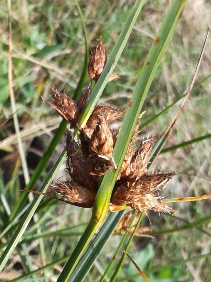 Bolboschoenus maritimus flower