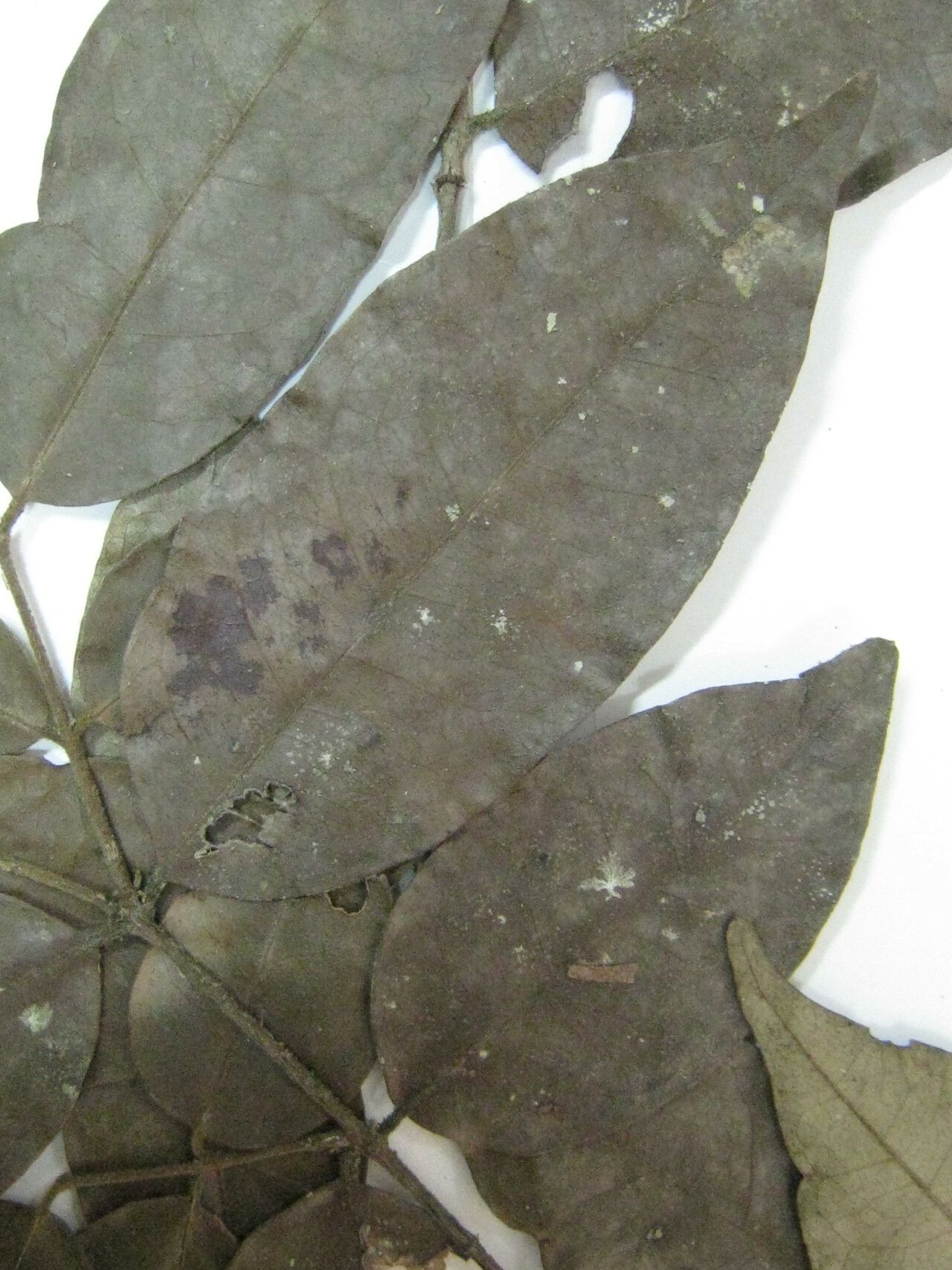 Eugenia armeniaca other