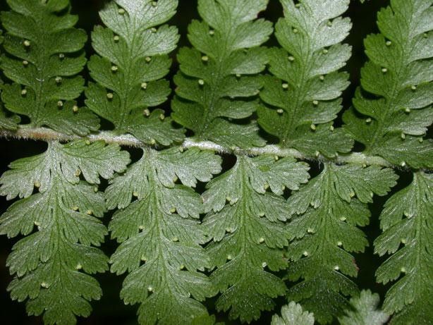 Hypolepis hostilis — related species from the same genus