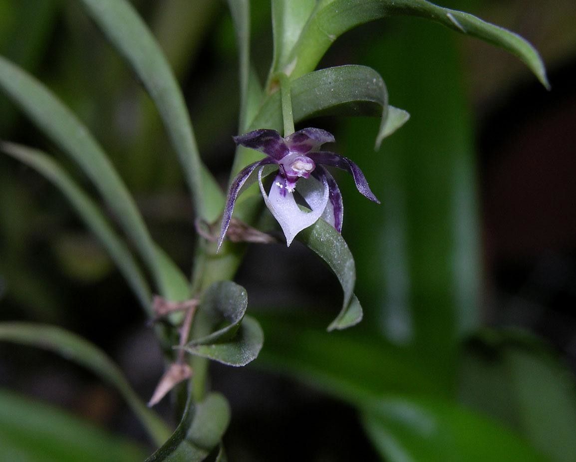 Dichaea acroblephara flower