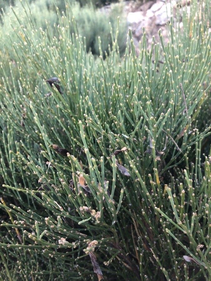 Cytisus oromediterraneus — search result for 'Cytisus'