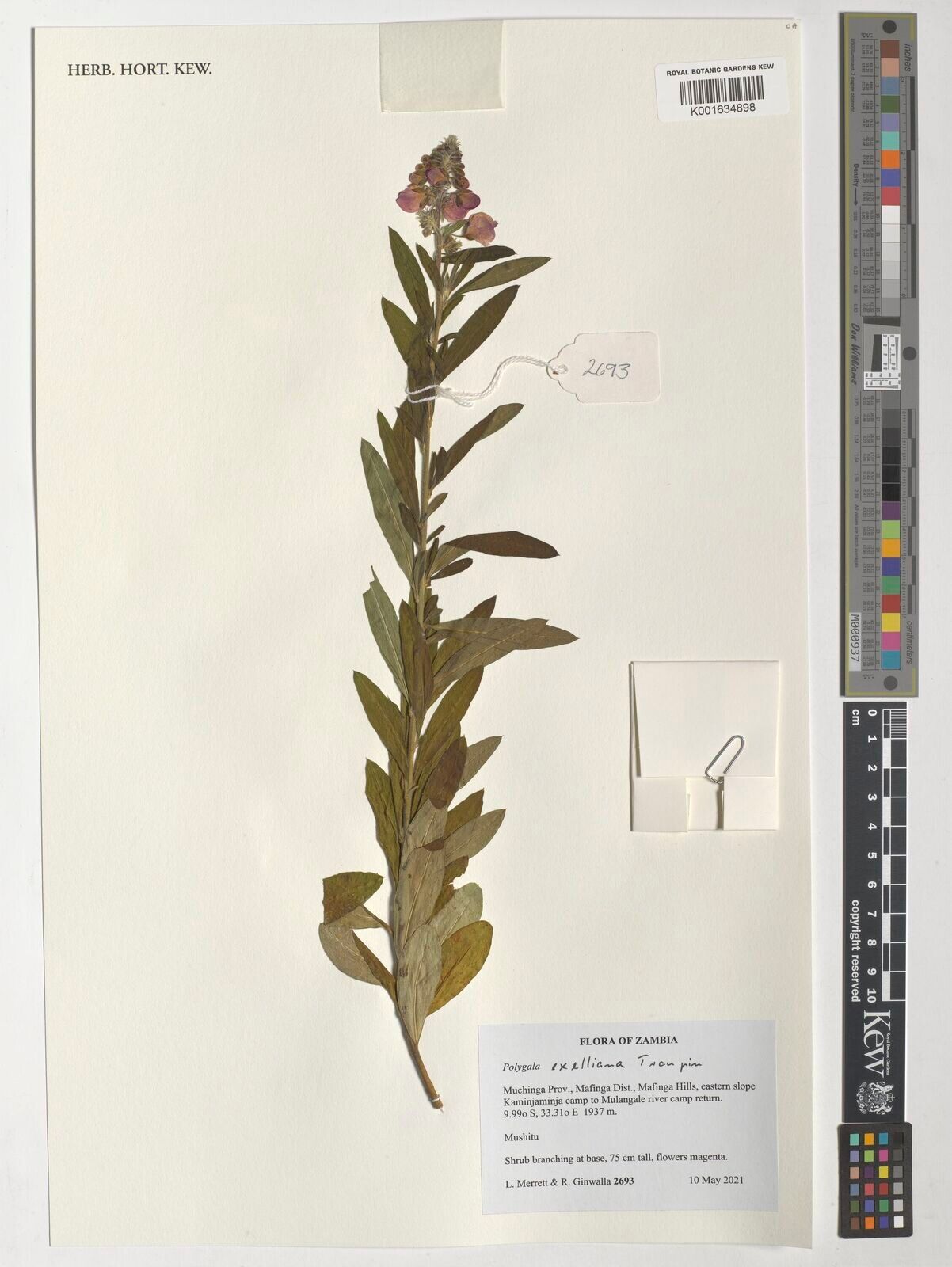 Polygala exelliana — houseplant care guide