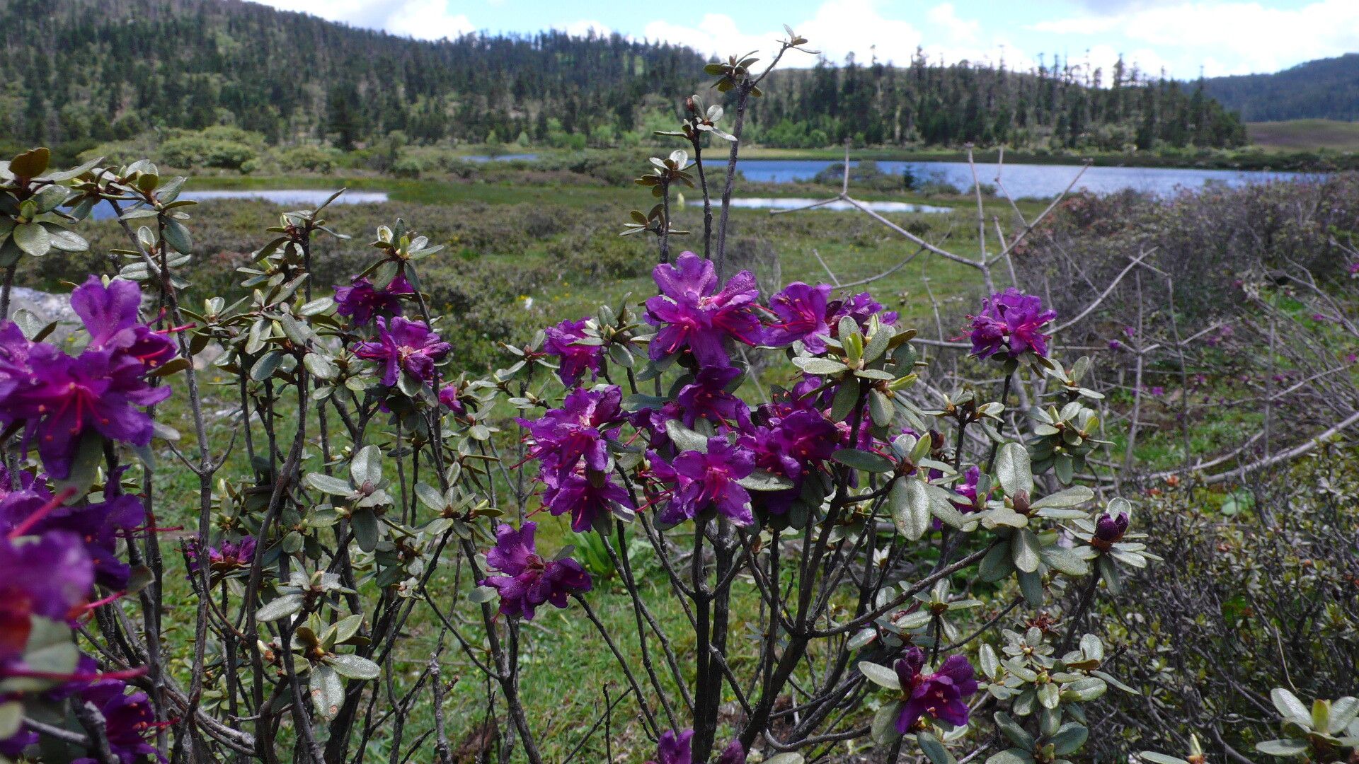 Rhododendron rupicola habit