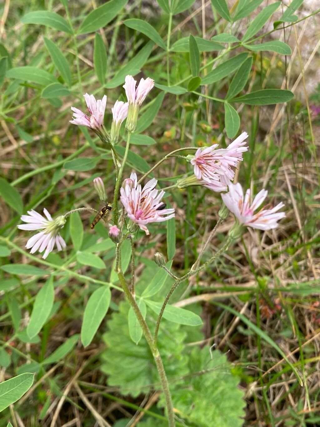 Crepis froelichiana flower