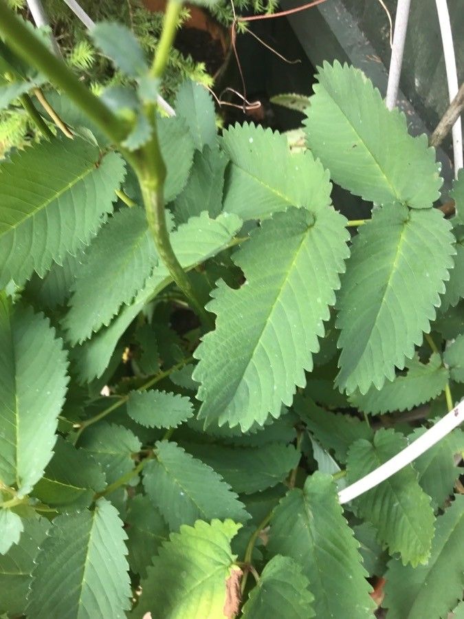 Sanguisorba hakusanensis — related species from the same genus