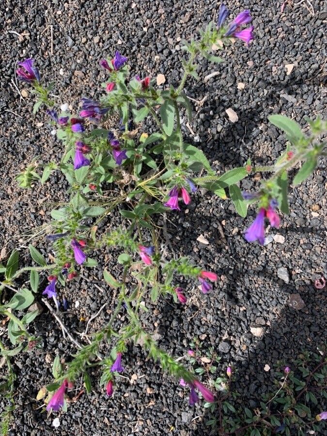 Echium lancerottense — houseplant care guide