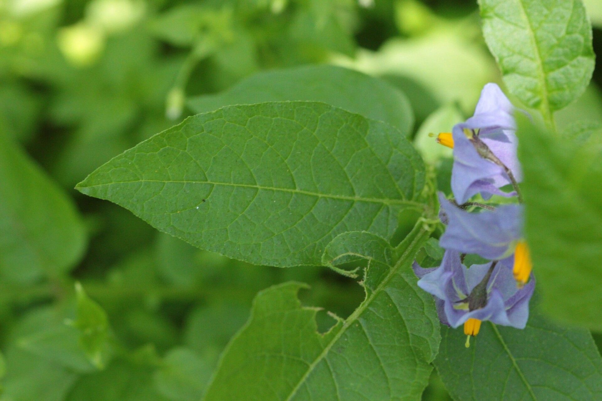 Solanum demissum flower