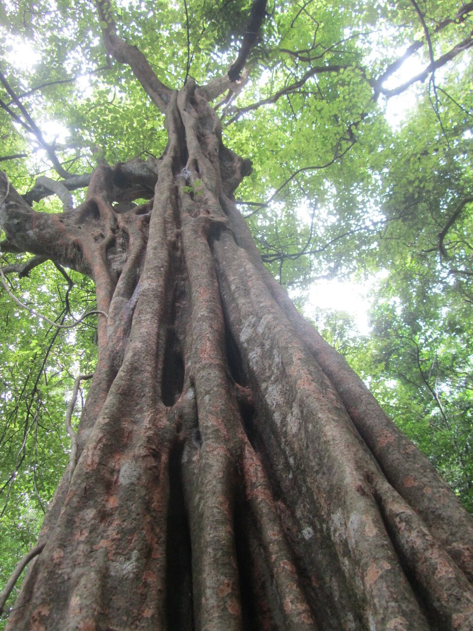 Coccoloba acapulcensis bark