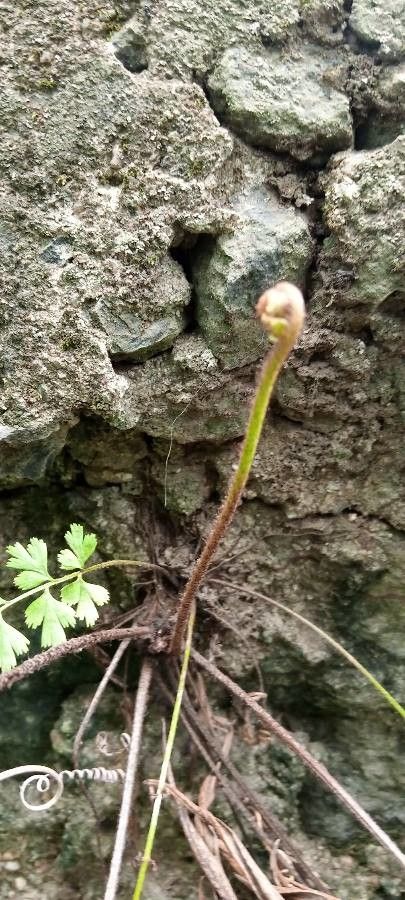Asplenium aethiopicum bark