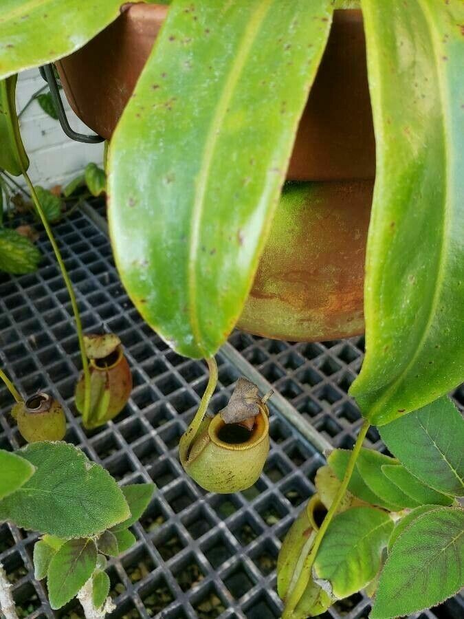 Nepenthes bicalcarata leaf