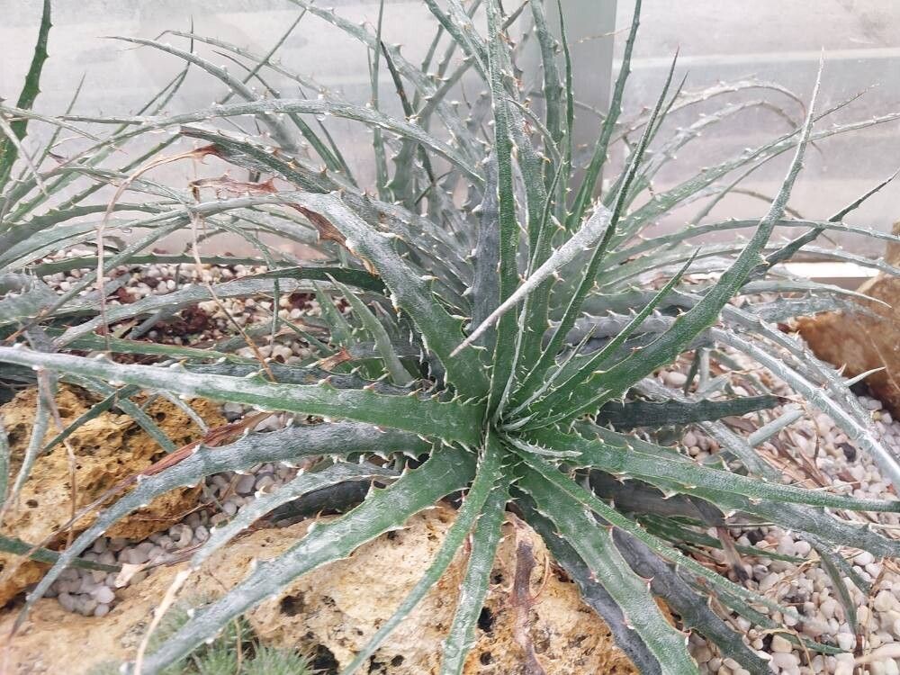 Hechtia montana — houseplant care guide