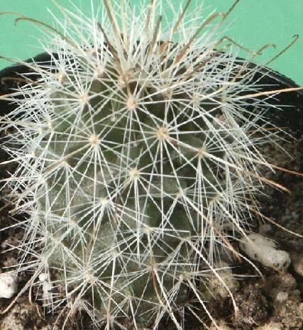 Mammillaria peninsularis — houseplant care guide