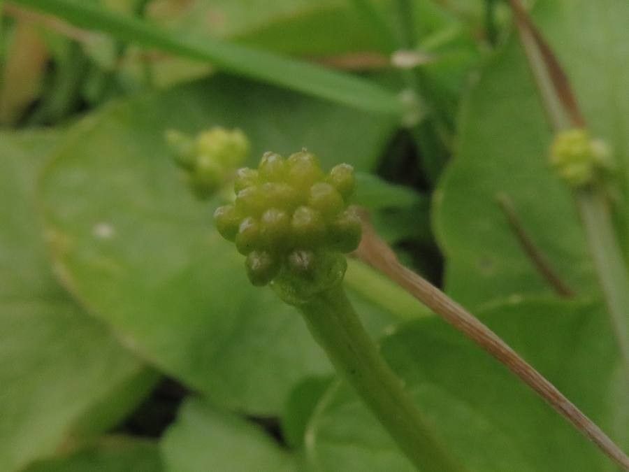 Ranunculus ficariifolius — houseplant care guide