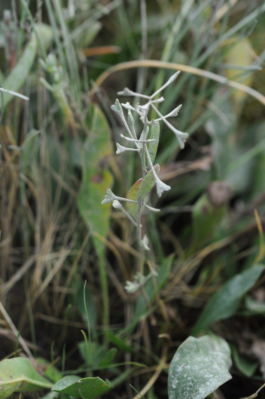 Halimione pedunculata habit