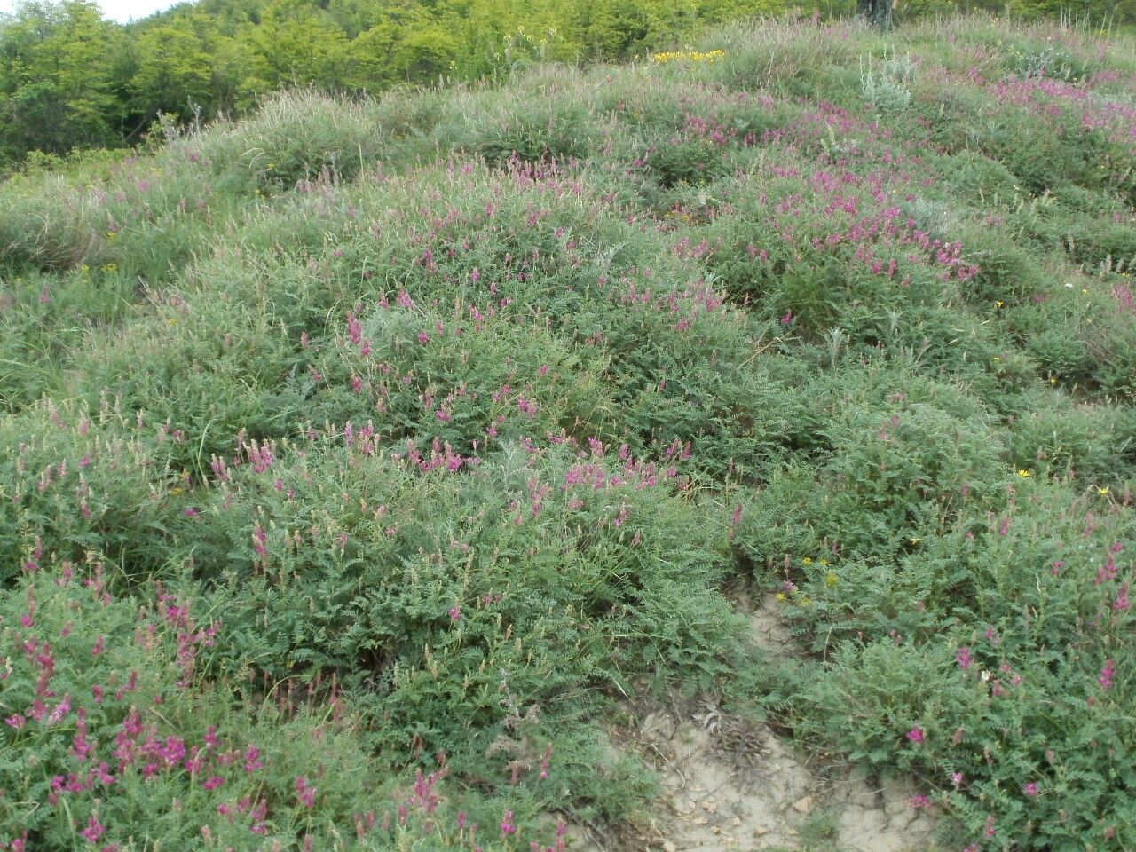 Hedysarum tauricum habit