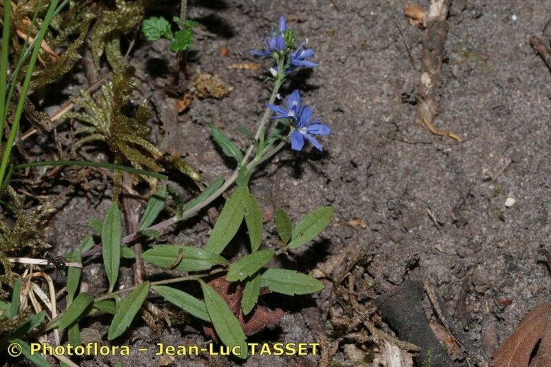 Veronica scheereri habit