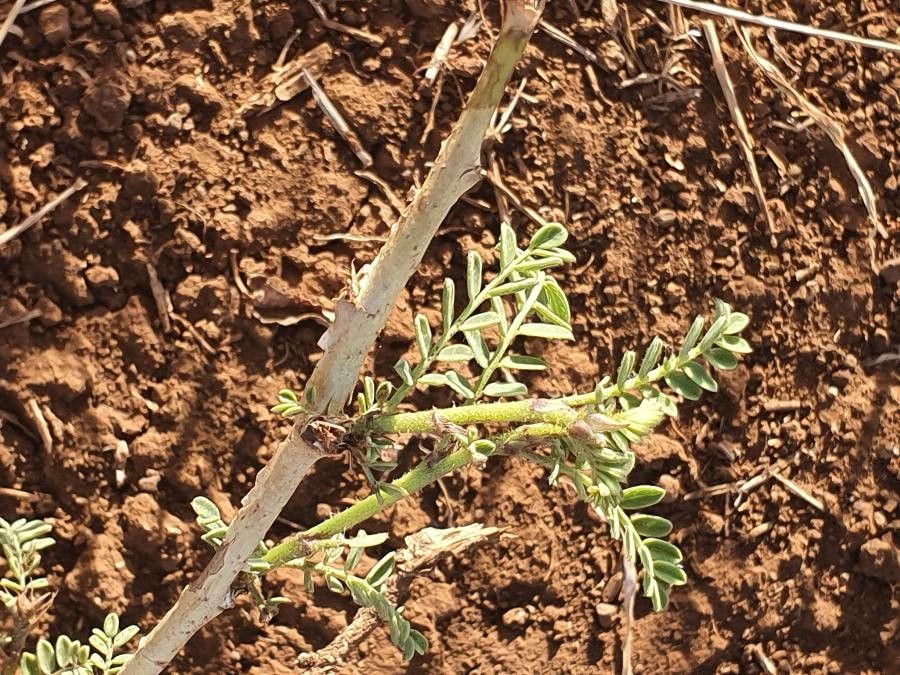 Ormocarpum kirkii — related species from the same genus