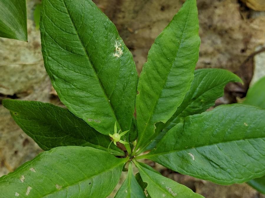 Trientalis borealis fruit