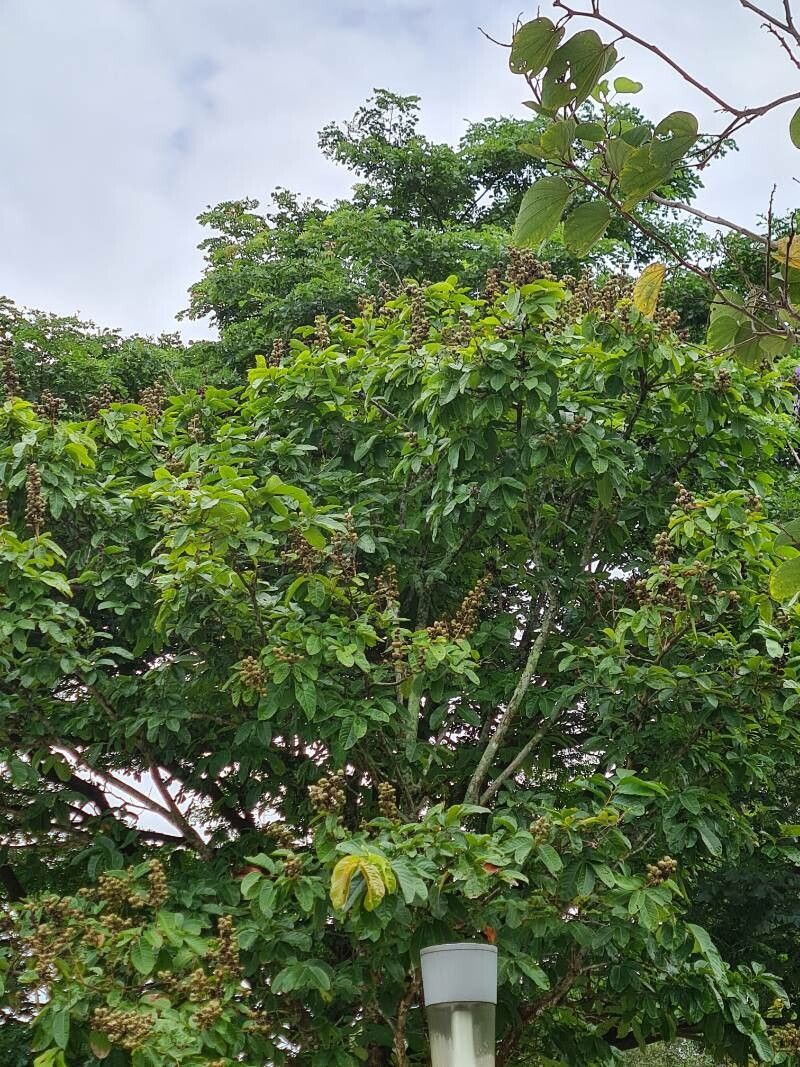 Vitex pinnata — search result for 'Vitex'