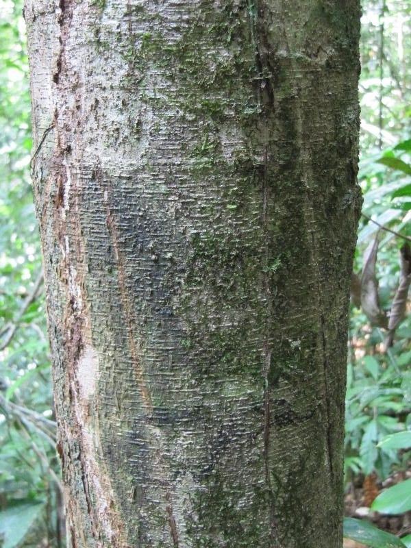 Hirtella glandulosa bark