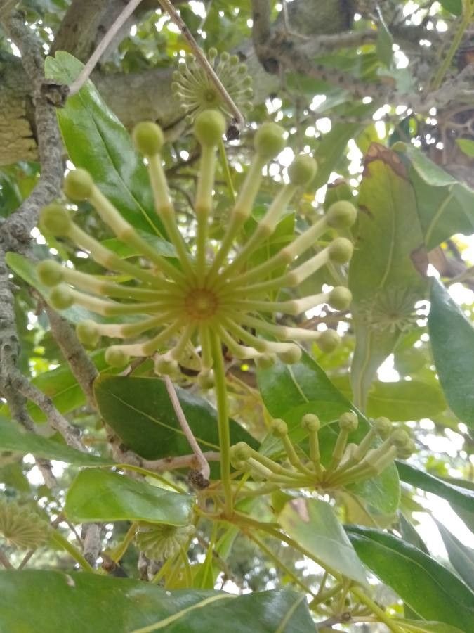 Stenocarpus sinuatus fruit