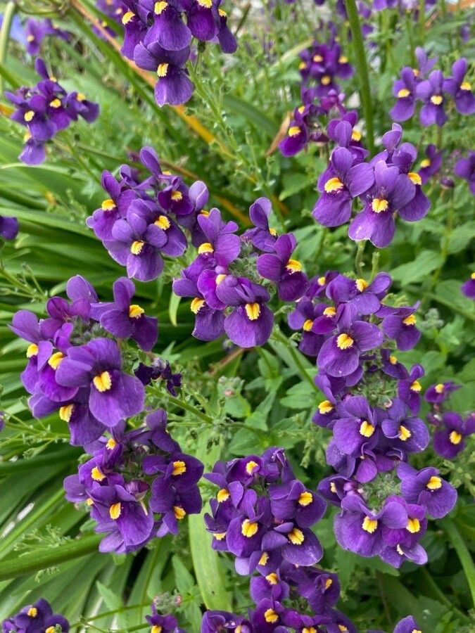 Mimulus ringens flower