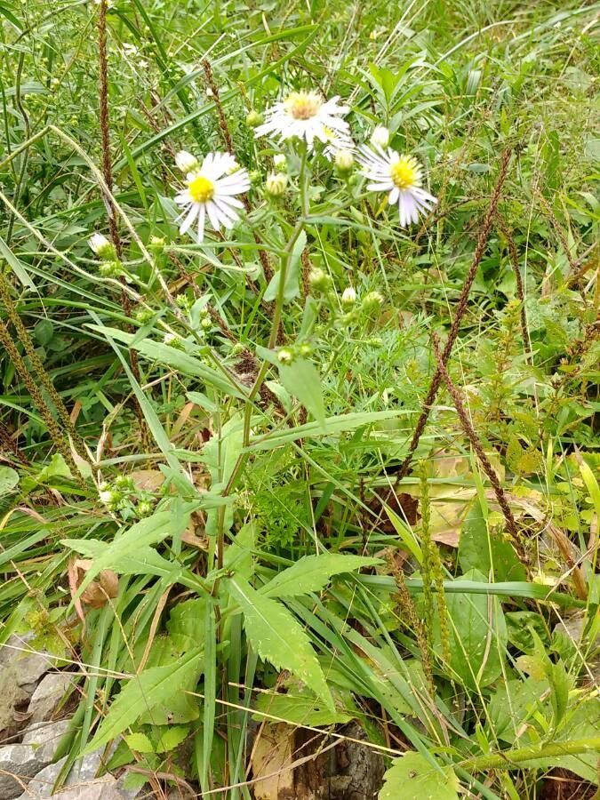 Symphyotrichum prenanthoides habit