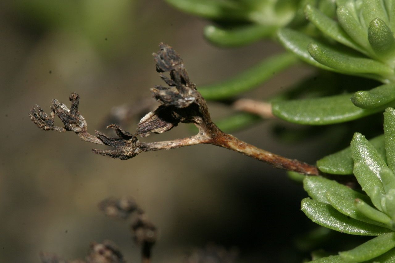 Sedum tuberosum flower