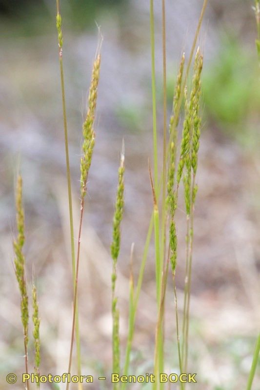 Apera interrupta fruit