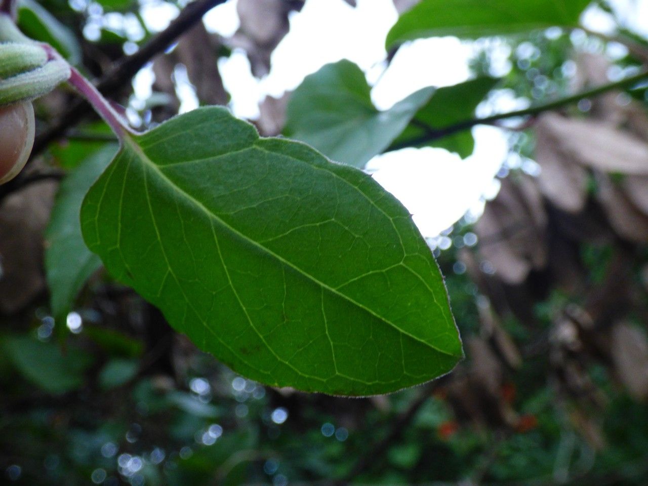 Pseudogynoxys cabrerae — related species from the same genus