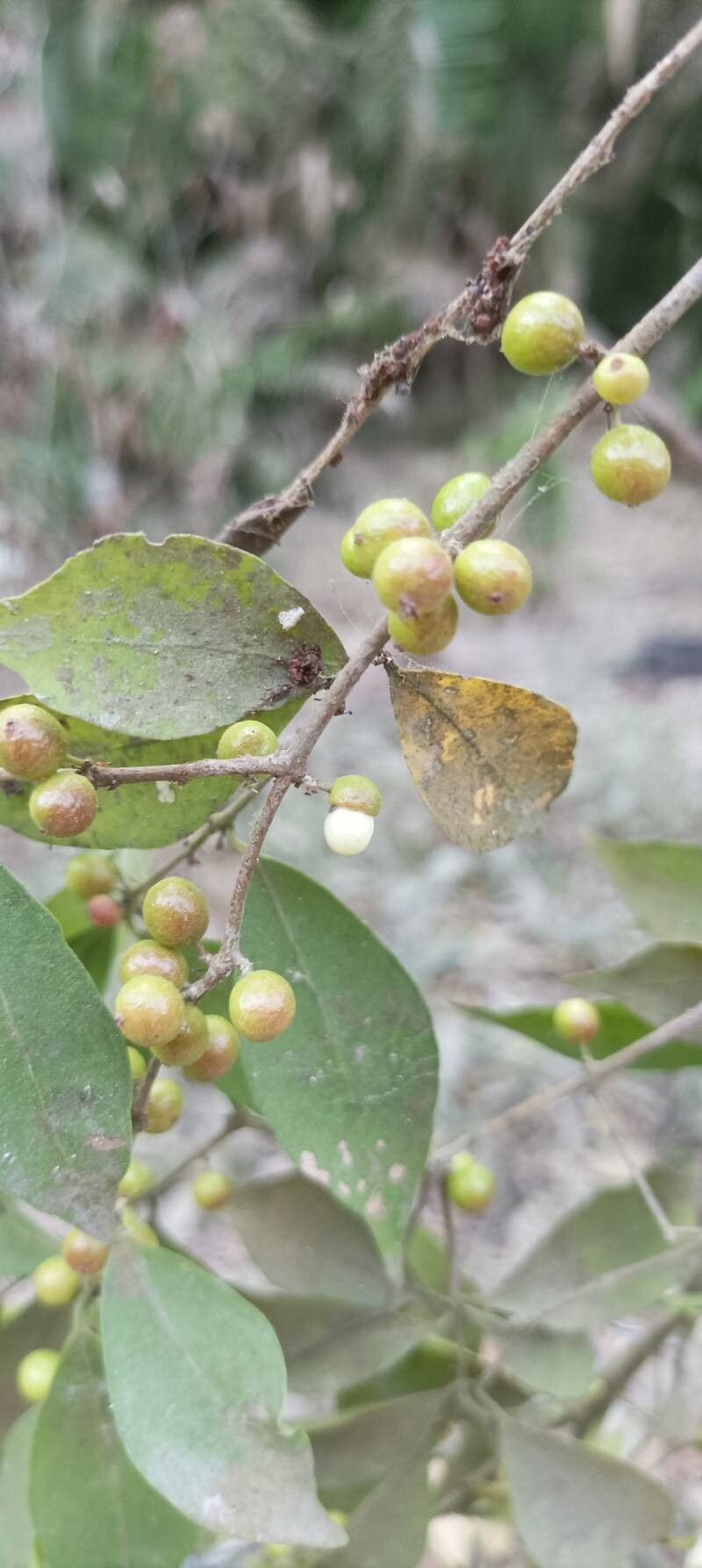 Eugenia acapulcensis bark