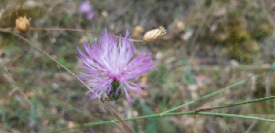 Centaurea pinnata — houseplant care guide