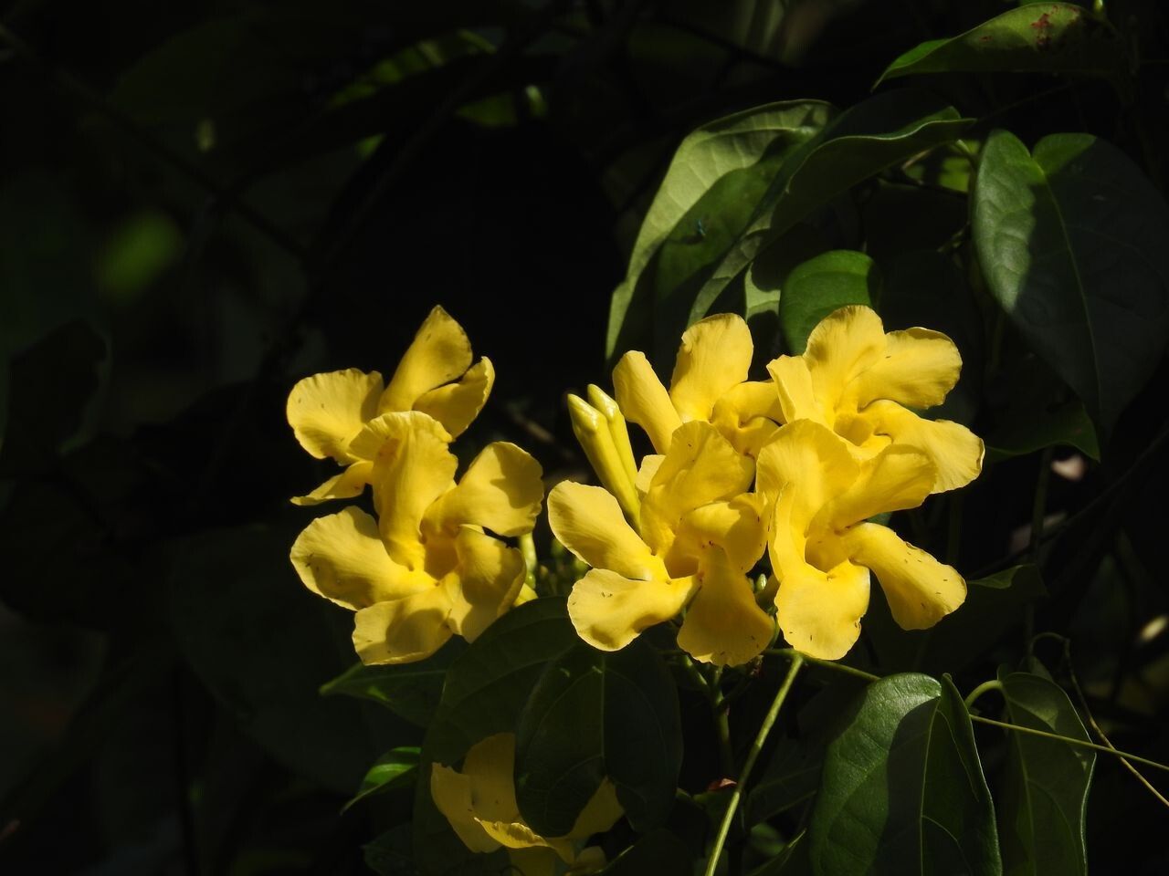 Odontadenia puncticulosa flower